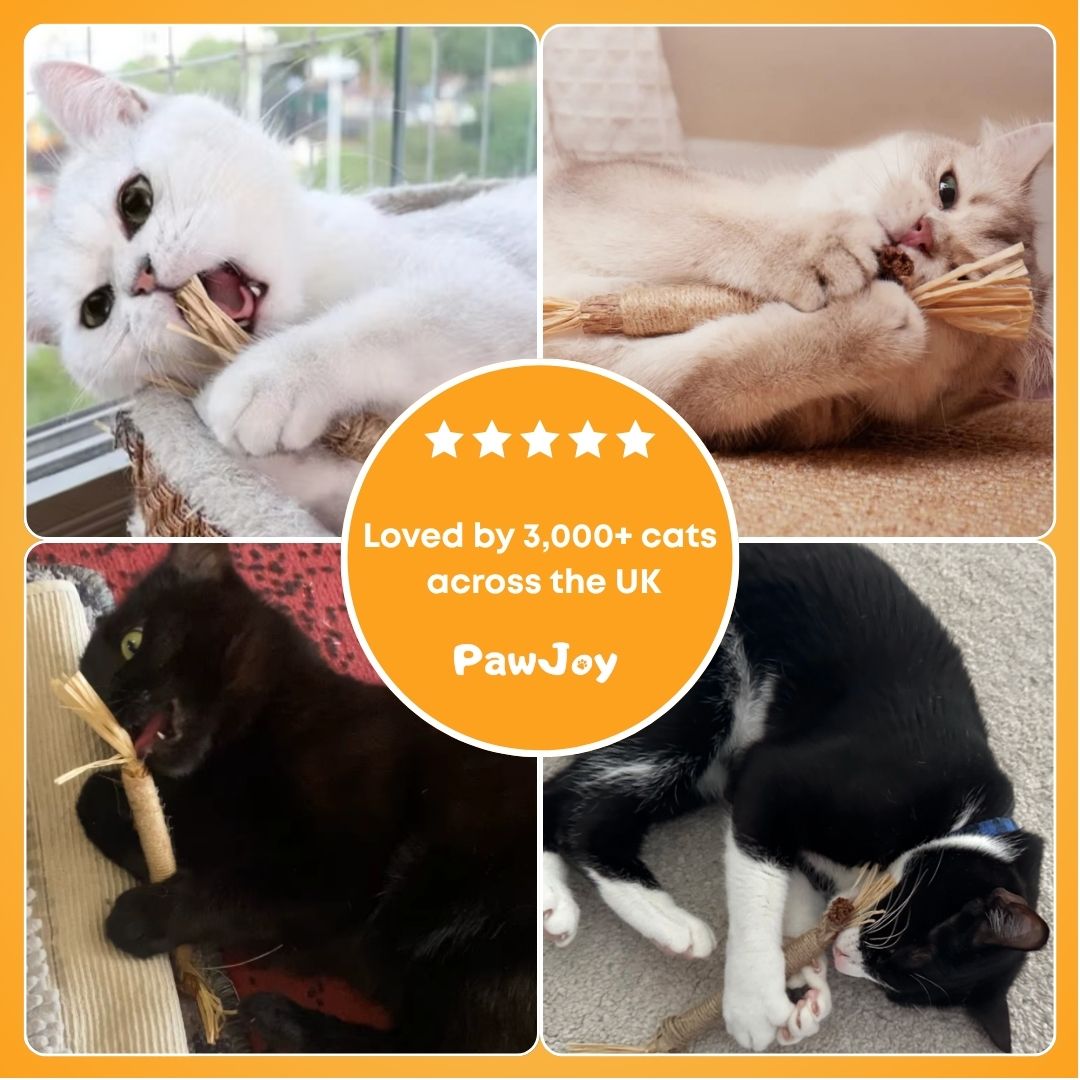 PawJoy™ - Kitty Dental Chew Stick No end of fun!