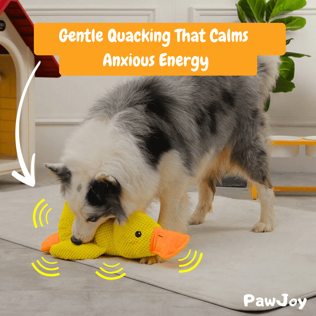 PawJoy™ - Calming Duck.