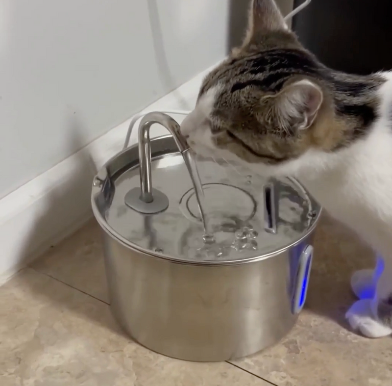 <h1>Cat Water Fountain</h1>