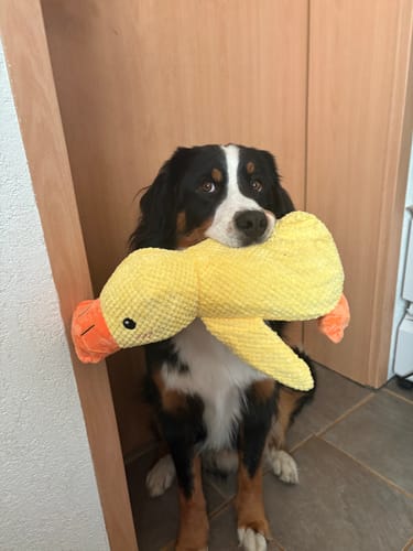 <p><strong>Calming Duck</strong></p>