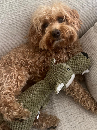 <p><strong>Chew Buddie</strong></p>